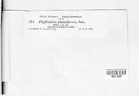Phyllosticta phomiformis image